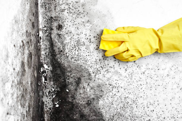 Professional Mold Removal in Eldersburg, MD