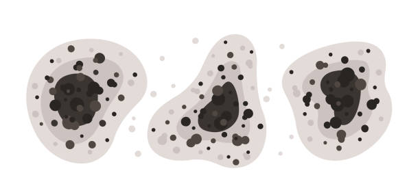 Best Mold Prevention Services  in Eldersburg, MD